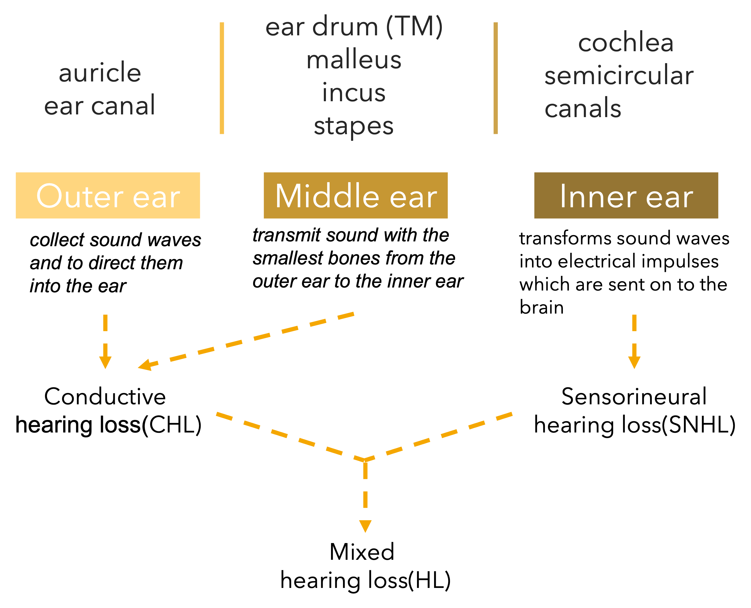 ear anatomy